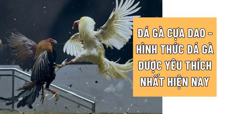 Tìm hiểu đá gà cựa dao 